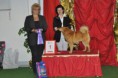 /album/bildgalleri-judging-dogs/kalix2014bis-valp-jpg1/