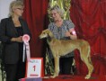 /album/bildgalleri-judging-dogs/kalix2014bis-valp-a-jpg1/