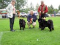 /album/bildgalleri-judging-dogs/pict0420-jpg1/