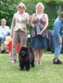 /album/bildgalleri-judging-dogs/spa50106-jpg1/