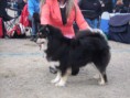 /album/bildgalleri-judging-dogs/spa50256-jpg/