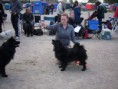 /album/bildgalleri-judging-dogs/spa50261-jpg/